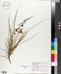 Parkinsonia aculeata image