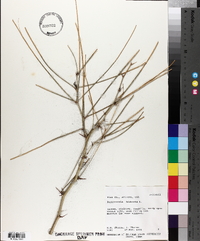 Parkinsonia aculeata image