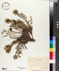 Oxytropis campestris image