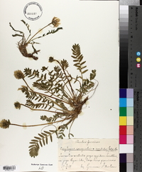 Oxytropis campestris image