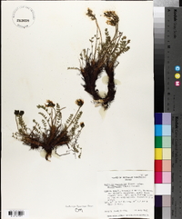 Oxytropis maydelliana image