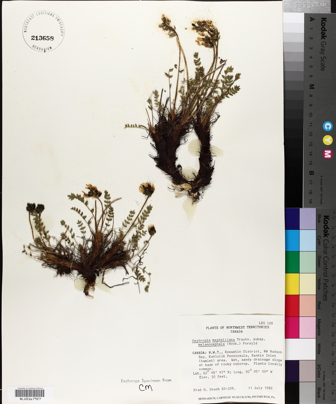 Oxytropis maydelliana subsp. melanocephala image