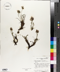 Oxytropis borealis var. hudsonica image