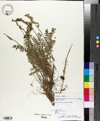 Oxytropis deflexa image