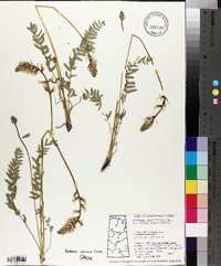Oxytropis campestris image