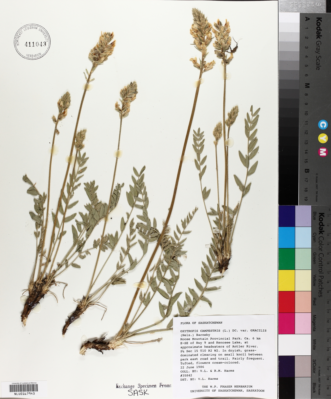 Oxytropis campestris subsp. gracilis image