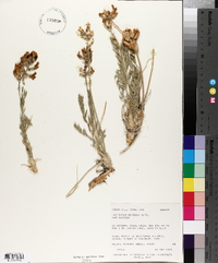 Oxytropis sericea image