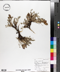 Oxytropis podocarpa image