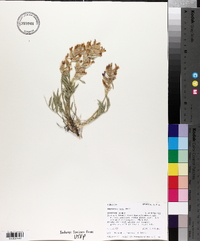 Oxytropis nana image