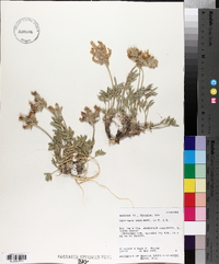 Oxytropis nana image