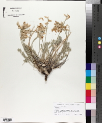 Oxytropis nana image