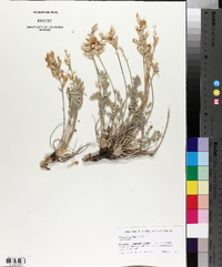 Oxytropis nana image