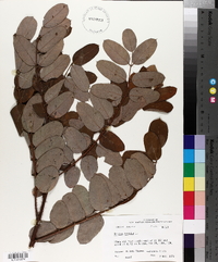 Robinia hispida image