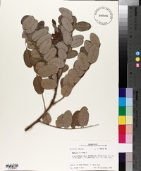 Robinia hispida image