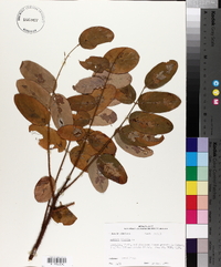 Robinia hispida image