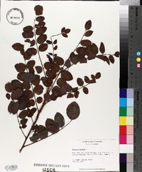 Robinia hispida image