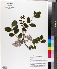 Robinia hispida image