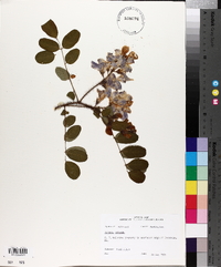 Robinia hispida image