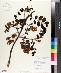 Robinia hispida image