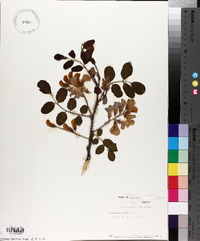 Robinia hispida image