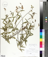 Orbexilum pedunculatum var. psoralioides image