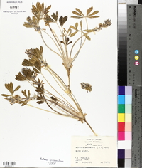 Psoralea subacaulis image