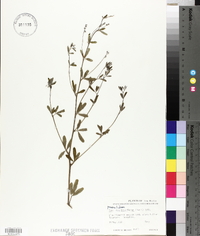 Pediomelum tenuiflorum image