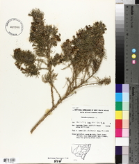 Psoralea pinnata image