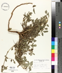 Psoralea cinerea image