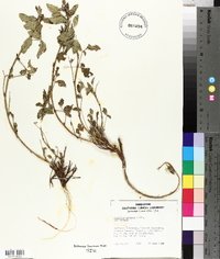 Psoralea cinerea image