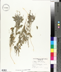 Psoralea cinerea image