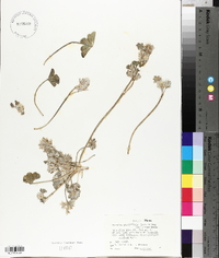 Pediomelum rhombifolium image