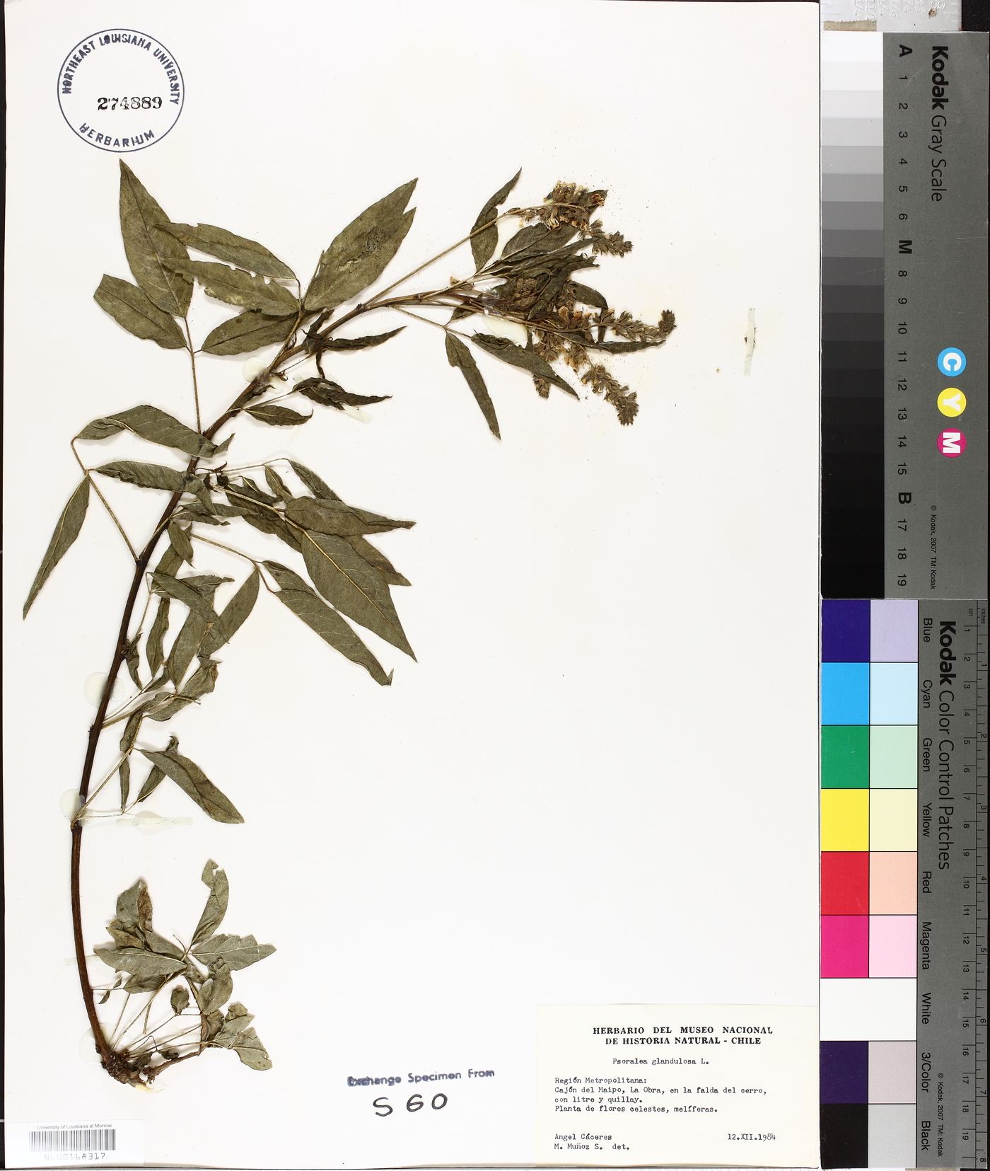 Psoralea glandulosa image