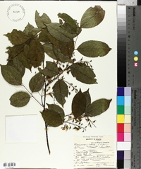 Pterocarpus indicus image