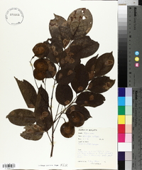Pterocarpus indicus image
