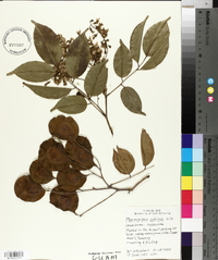 Pterocarpus indicus image