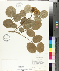 Pterocarpus santalinus image
