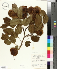 Pterocarpus indicus image