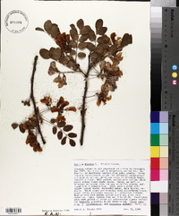 Robinia hispida image