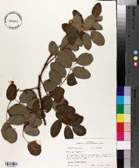 Robinia hispida image