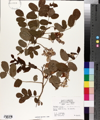 Robinia hispida image
