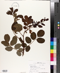 Robinia hispida image
