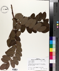 Robinia hispida image