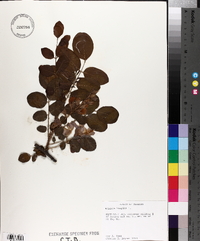 Robinia hispida image