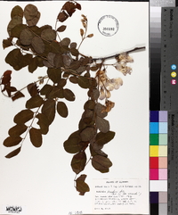 Robinia boyntonii image