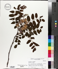 Robinia hispida image