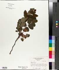 Robinia hispida image