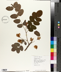 Robinia hispida image