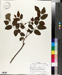 Robinia hispida image