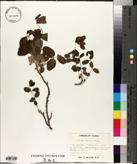 Robinia kelseyi image
